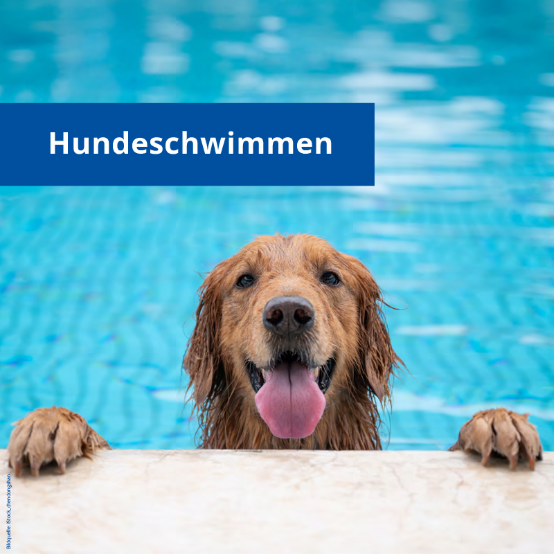 Mehr über den Artikel erfahren 27.09.2025 | Hundeschwimmen im Freibad