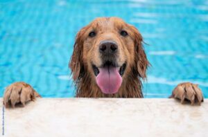 Bild von einem hellbraunen Golden Retriever im Wasser am Beckenrand, der geradeaus schaut, die Zunge zum Hecheln raushängt und seine Pfoten rechts und links vom Körper am Beckenrand auflegt.