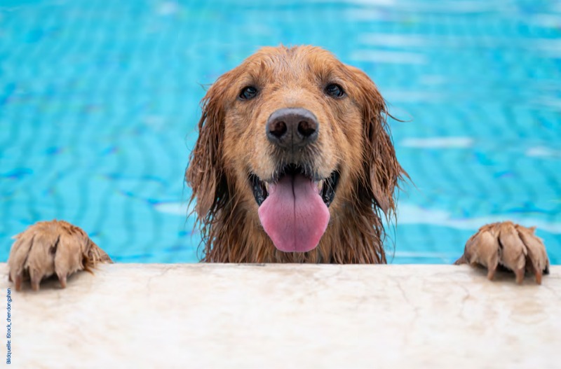 Mehr über den Artikel erfahren 26.09.2026 | Hundeschwimmen im Freibad