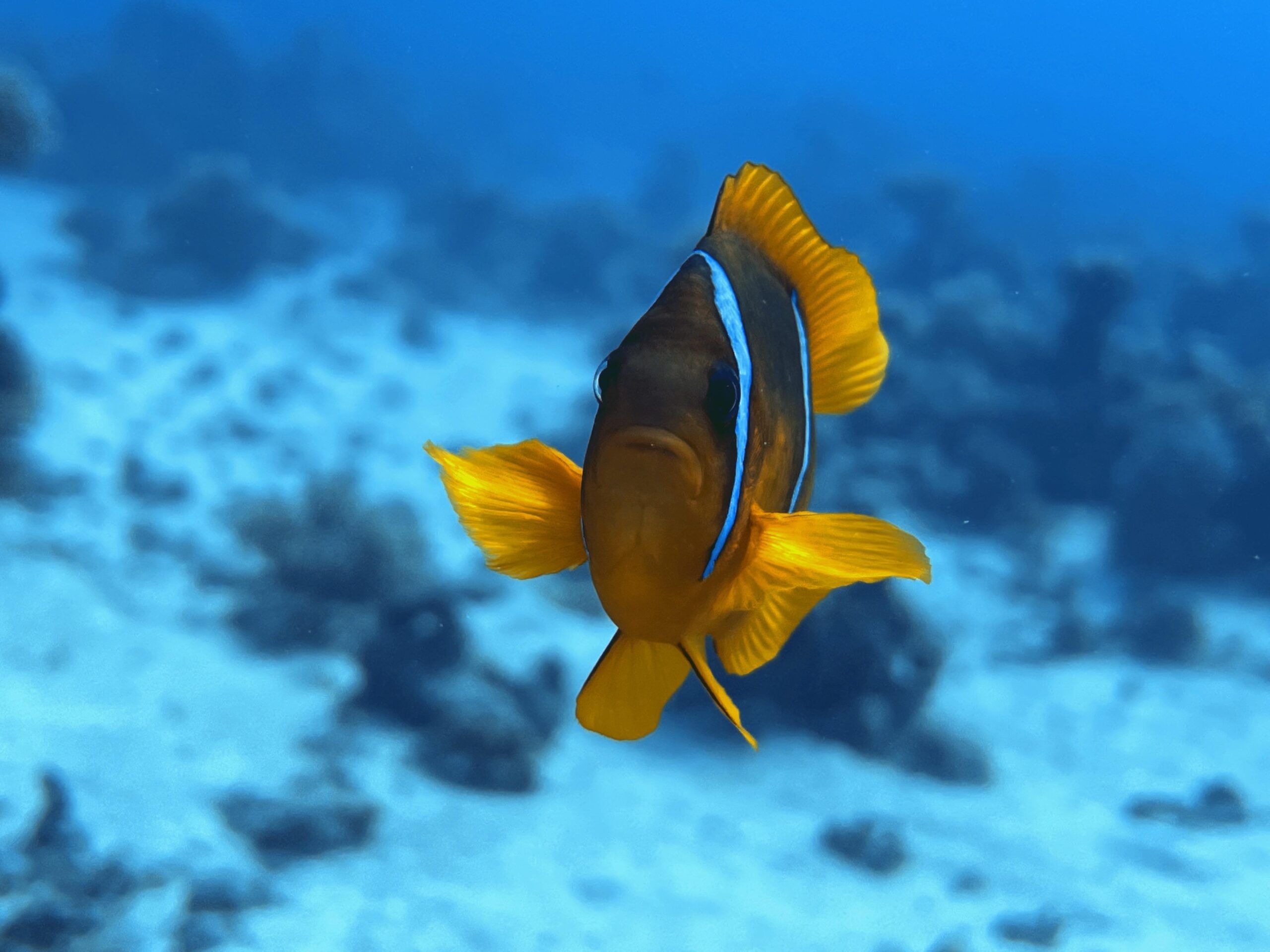 Mehr über den Artikel erfahren 15.11.2026 | Schnuppertauchen – Tauchclub Amphiprion e.V.